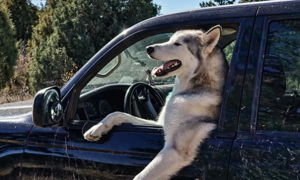 Игрушки становятся дороже